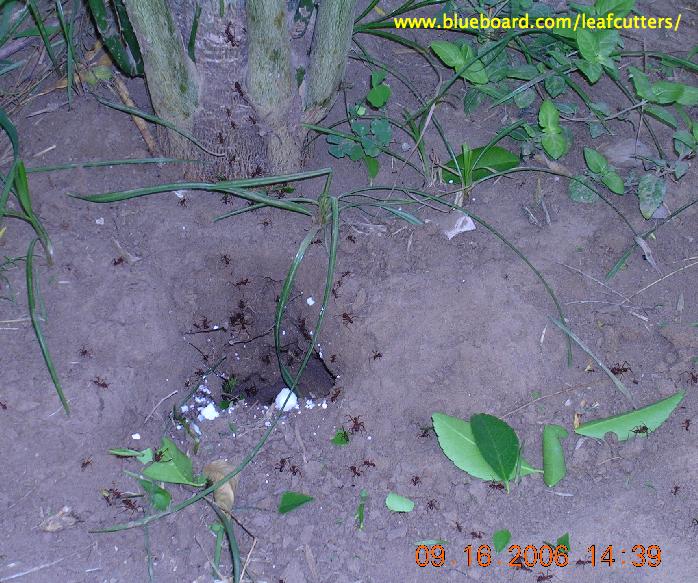 Atta texana nest with fire ant poison.