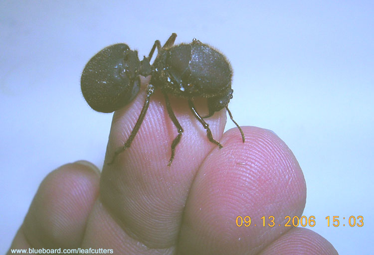 Atta texana wingless queen bites me.