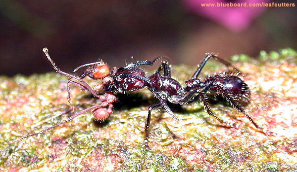 Paraponera attacks Atta cephalotes.