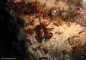 Atta cephalotes - Depths of Hell.