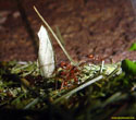 Atta cephalotes.