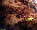 Atta cephalotes.