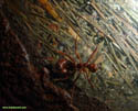 Atta cephalotes.