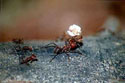 Atta cephalotes.