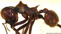 Atta cephalotes.