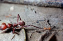 Atta cephalotes fleeing the battlefield.