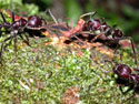 Paraponera attacks Atta cephalotes.