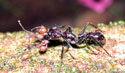 Paraponera attacks Atta cephalotes.