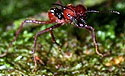 Paraponera attacks Atta cephalotes.