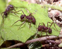 Acromyrmex crassispinus.