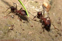 Acromyrmex heyeri.