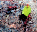 Atta cephalotes hitchhiker.