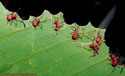 Atta cephalotes cutting leaf.
