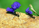 Ants with purple flowers.