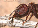 Acromyrmex versicolor.