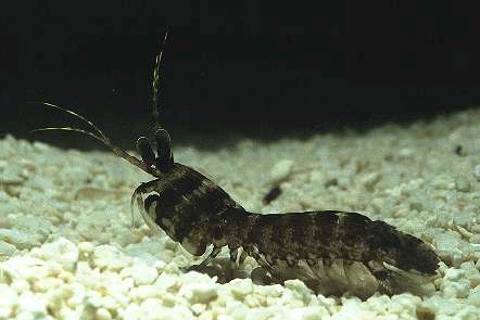 Haptosquilla trispinosa