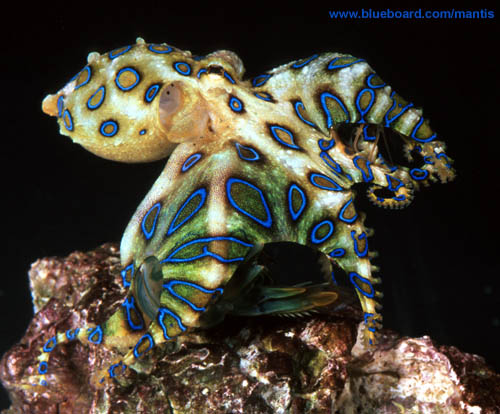 Stomatopod succumbs to Blue-ring Octopus.