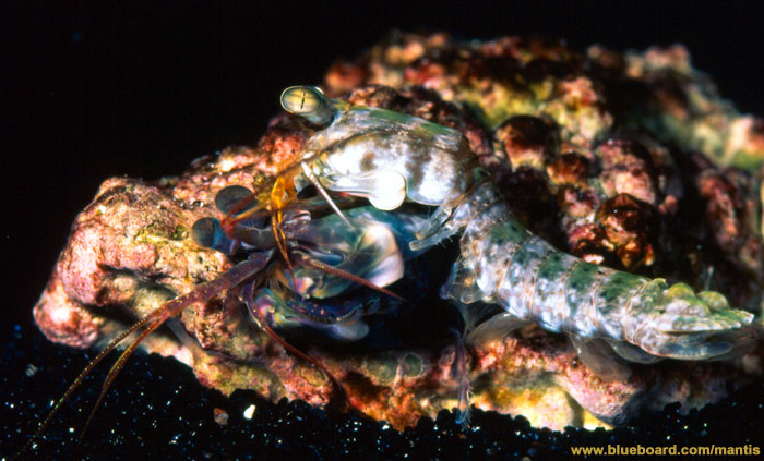 Haptosquilla mating.