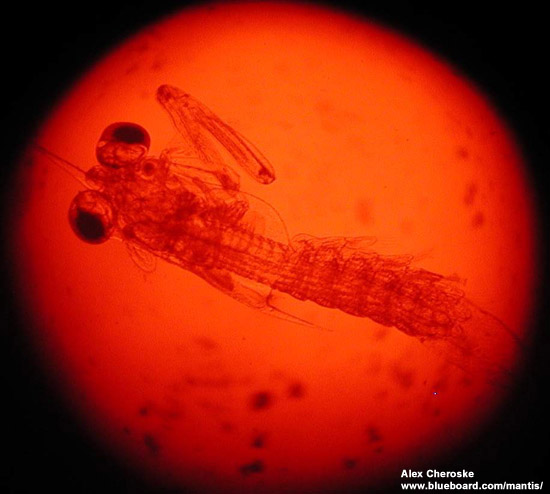 Neogonodactylus oerstedii larvae.