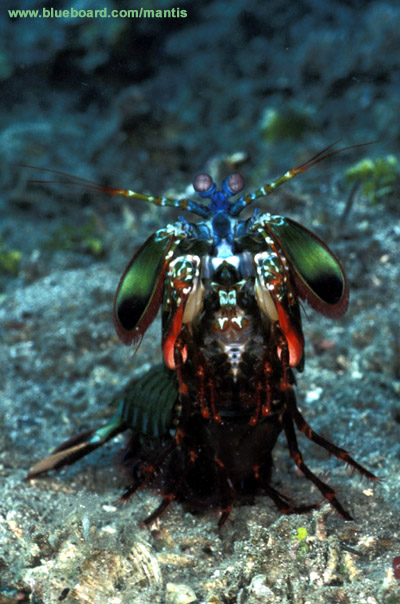 Odontodactylus scyllarus meral spread.