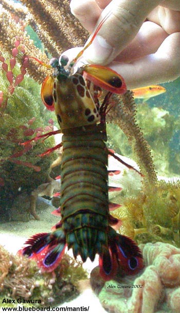 Let there be light. Odontodactylus scylarus.