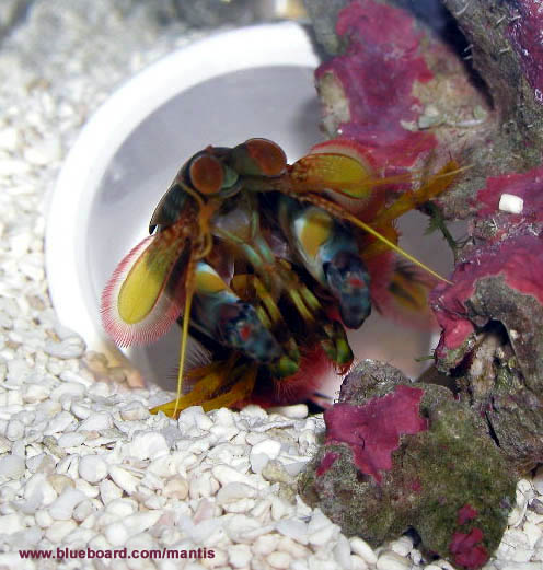 Gonodactylus sp.