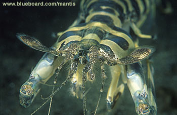 Lysiosquillina maculata.