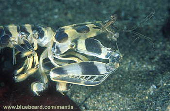 Lysiosquillina maculata.