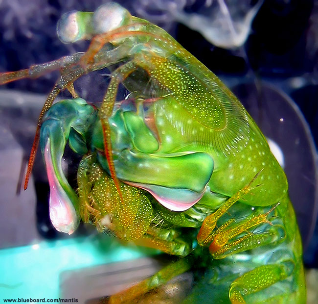 Neogonodactylus wennerae.