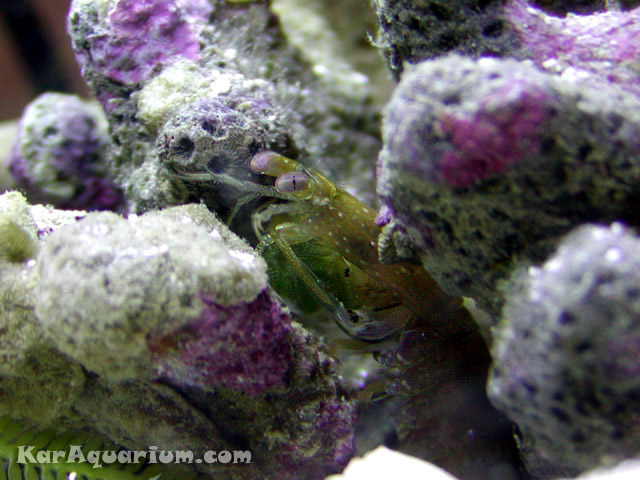 Neogonodactylus oerstedii.