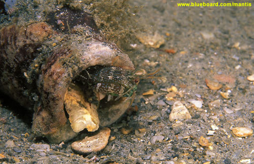 Stomatopod in a bottle.