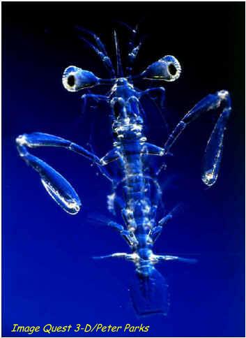 larva.jpg (16441 bytes)