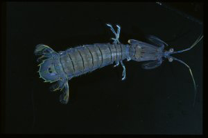 Harpiosquilla pic.