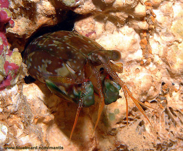 Neogonodactylus wennerae.