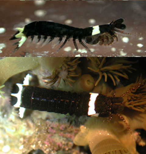 Haptosquilla.