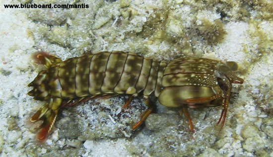 Emerald Shadows Stomatopod.