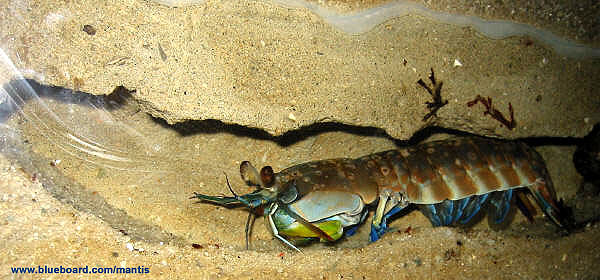 Hemisquilla californiaensis in burrow.