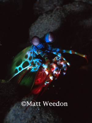 Odontodactylus pic.