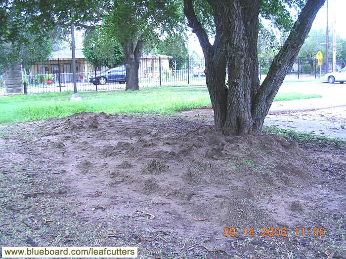 Atta texana distribution in texas Lower Rio Grande.