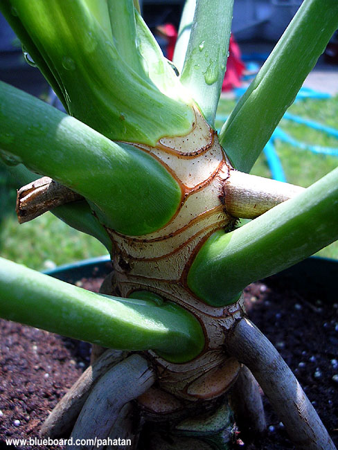 Thaumatophyllum stenolobum.