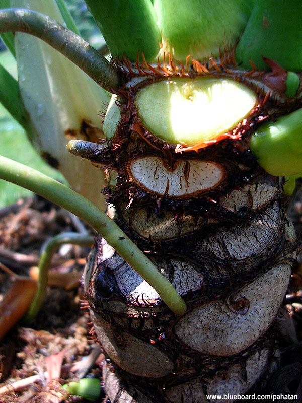 Thaumatophyllum bipinnatifidum Thaumatophyllum selloum.
