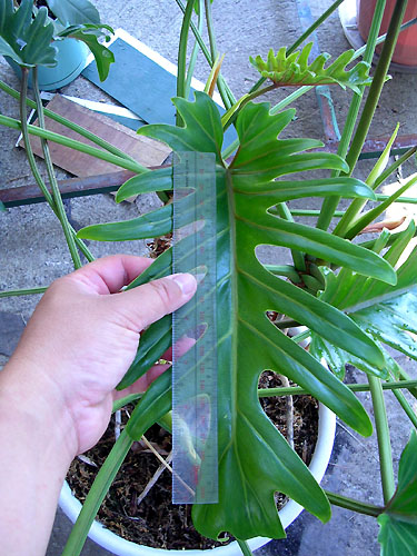 Thaumatophyllum xanadu.
