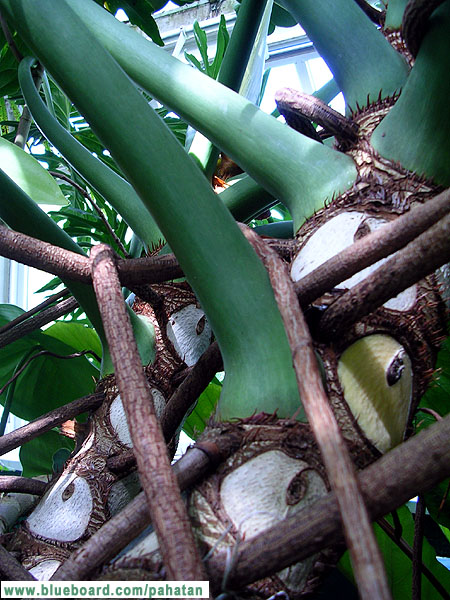 Thaumatophyllum bipinnatifidum Thaumatophyllum selloum.