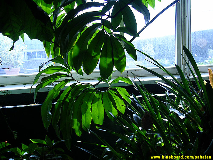 Thaumatophyllum spruceanum.