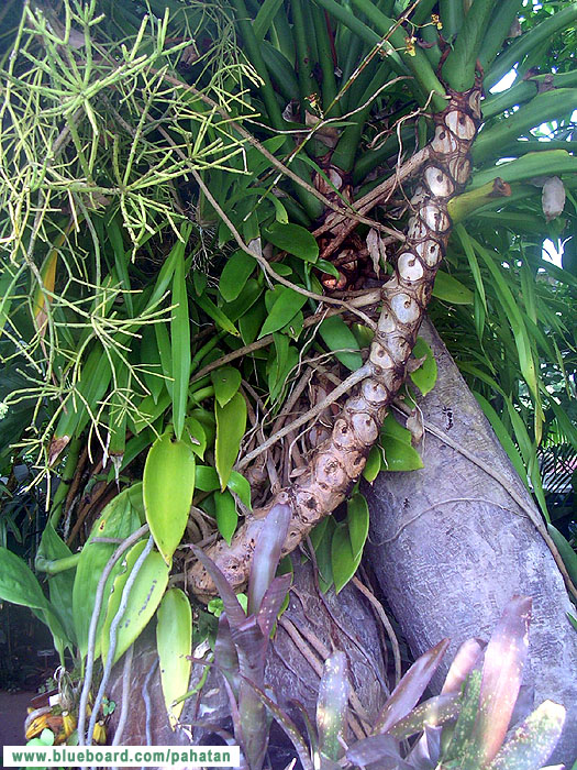 Thaumatophyllum spruceanum.