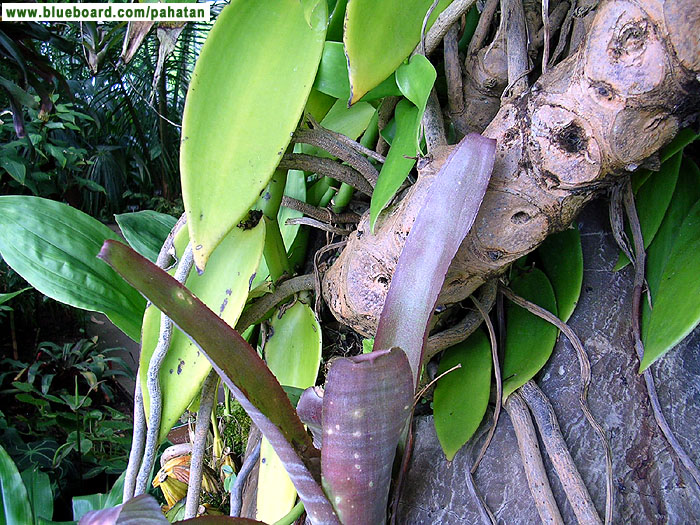 Thaumatophyllum spruceanum.