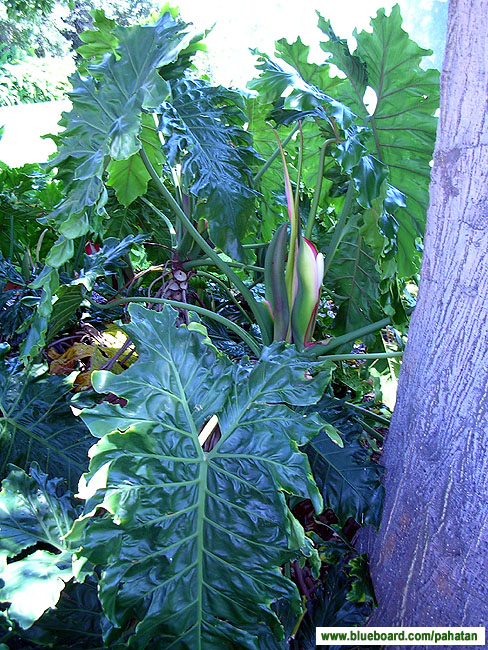 Thaumatophyllum x evansii.