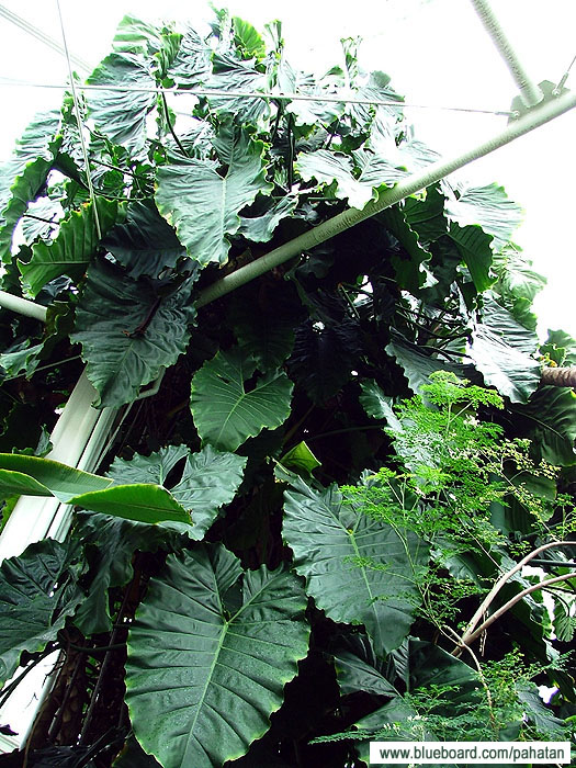 Thaumatophyllum speciosum.