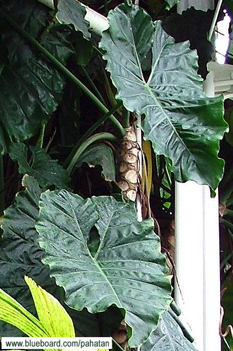 Thaumatophyllum speciosum.