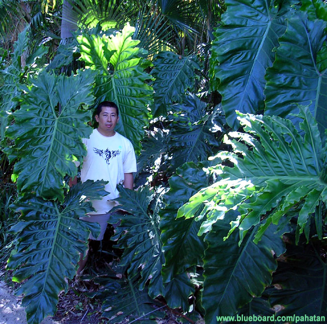 Thaumatophyllum x evansii.